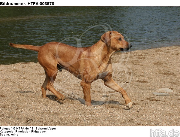 Rhodesian Ridgeback / HTFA-006976