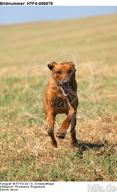 Rhodesian Ridgeback / HTFA-006979