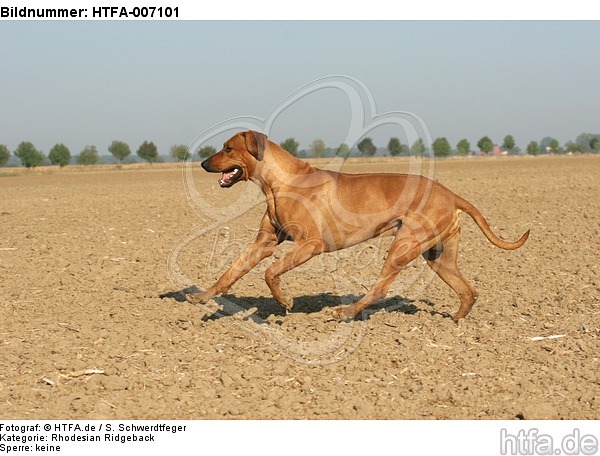 Rhodesian Ridgeback / HTFA-007101