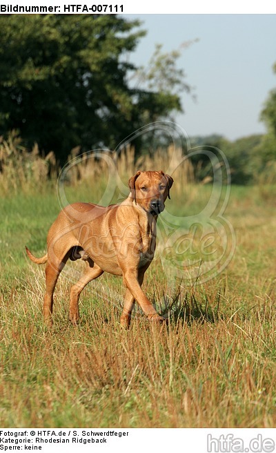 Rhodesian Ridgeback / HTFA-007111