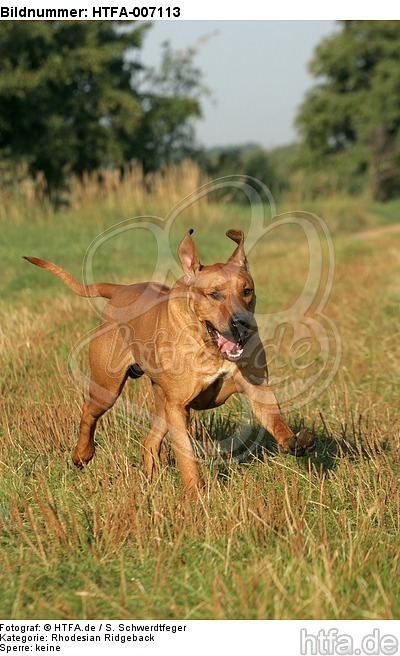 Rhodesian Ridgeback / HTFA-007113