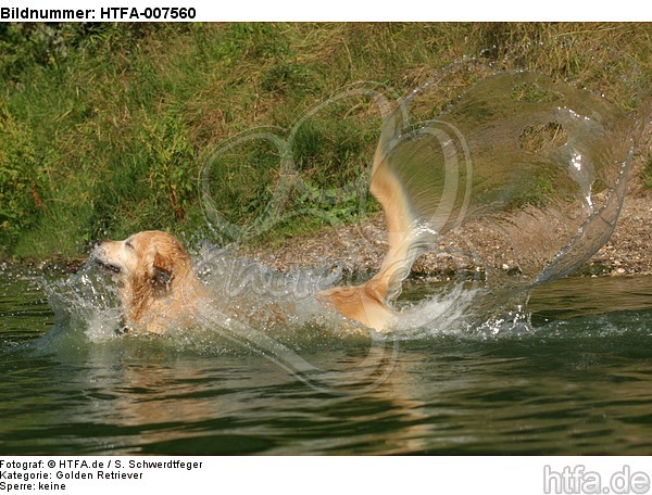 Golden Retriever / HTFA-007560