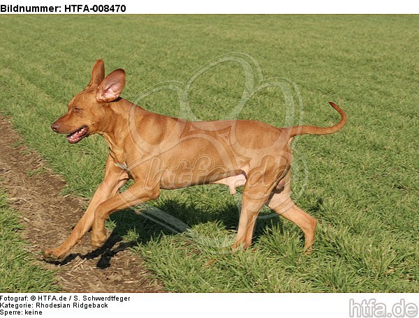 rennender Rhodesian Ridgeback / running Rhodesian Ridgeback / HTFA-008470