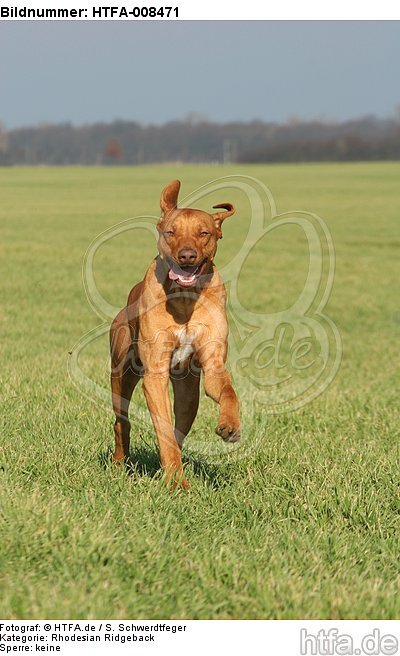 rennender Rhodesian Ridgeback / running Rhodesian Ridgeback / HTFA-008471