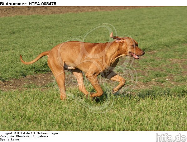 rennender Rhodesian Ridgeback / running Rhodesian Ridgeback / HTFA-008475