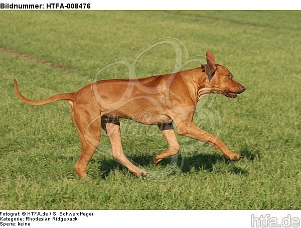 rennender Rhodesian Ridgeback / running Rhodesian Ridgeback / HTFA-008476