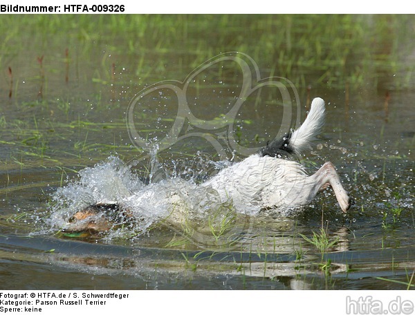 tauchender Parson Russell Terrier / diving PRT / HTFA-009326