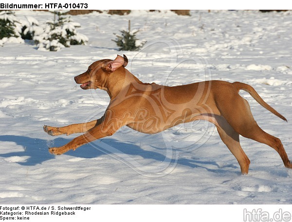 rennender Rhodesian Ridgeback / running Rhodesian Ridgeback / HTFA-010473