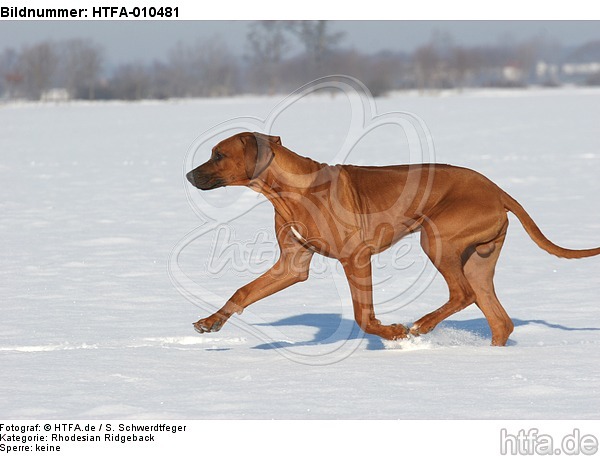 rennender Rhodesian Ridgeback / running Rhodesian Ridgeback / HTFA-010481