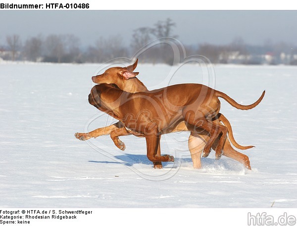 rennende Rhodesian Ridgebacks / running Rhodesian Ridgebacks / HTFA-010486