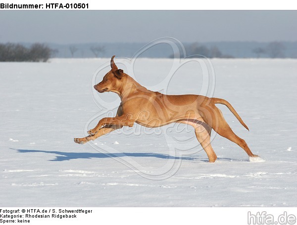 rennender Rhodesian Ridgeback / running Rhodesian Ridgeback / HTFA-010501