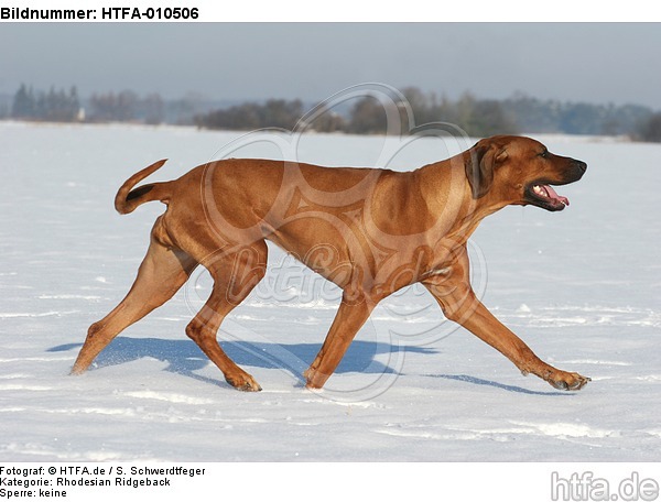 laufender Rhodesian Ridgeback / trotting Rhodesian Ridgeback / HTFA-010506