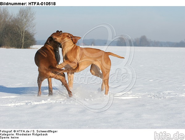 spielende Rhodesian Ridgebacks / playing Rhodesian Ridgebacks / HTFA-010518