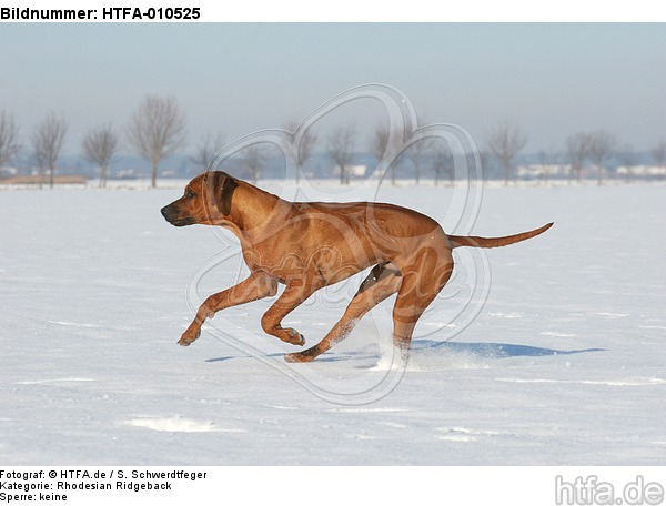 rennender Rhodesian Ridgeback / running Rhodesian Ridgeback / HTFA-010525