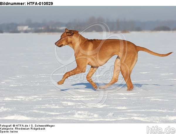 rennender Rhodesian Ridgeback / running Rhodesian Ridgeback / HTFA-010529