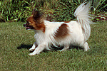 rennender Papillon / running Papillon