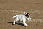 Parson Russell Terrier Welpe / parson russell terrier puppy