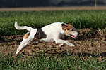 Parson Russell Terrier