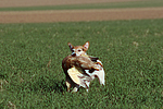 Parson Russell Terrier