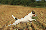 Parson Russell Terrier