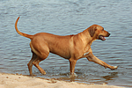 Rhodesian Ridgeback