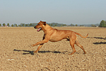 Rhodesian Ridgeback