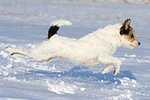 Parson Russell Terrier rennt durch den Schnee / prt running through snow