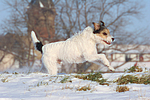 Parson Russell Terrier rennt durch den Schnee / prt running through snow