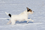 Parson Russell Terrier rennt durch den Schnee / PRT running through snow