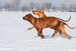 rennende Rhodesian Ridgebacks / running Rhodesian Ridgebacks