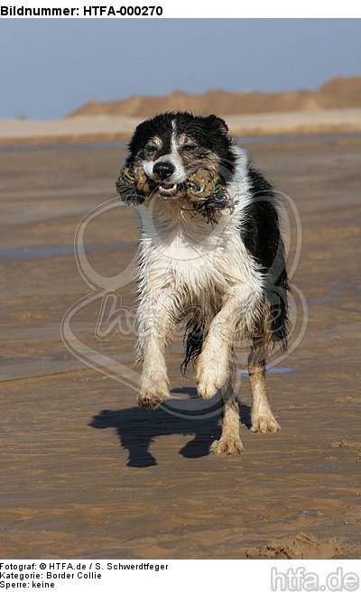 spielender Border Collie / playing Border Collie / HTFA-000270