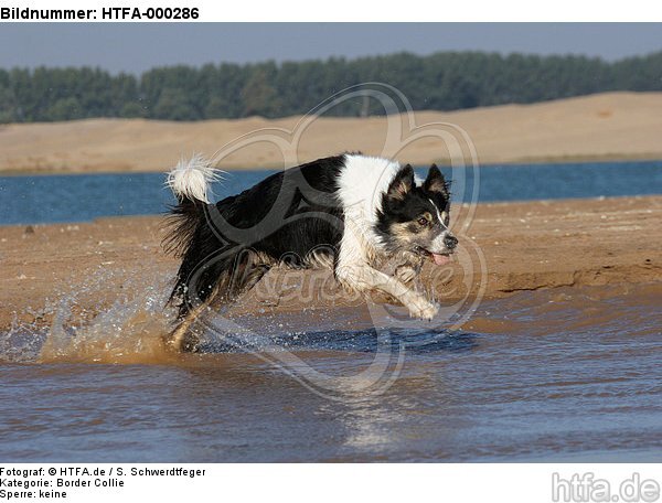 rennender Border Collie am Strand / running Border Collie at beach / HTFA-000286