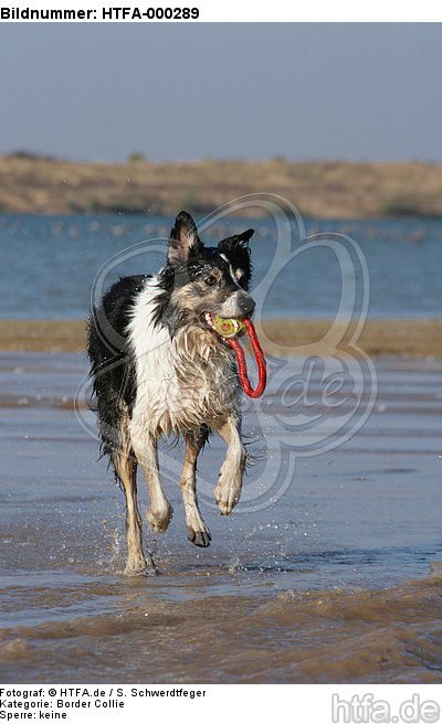 spielender Border Collie am Strand / playing Border Collie at beach / HTFA-000289