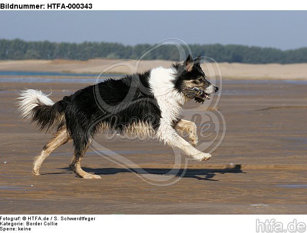 spielender Border Collie / playing Border Collie / HTFA-000343