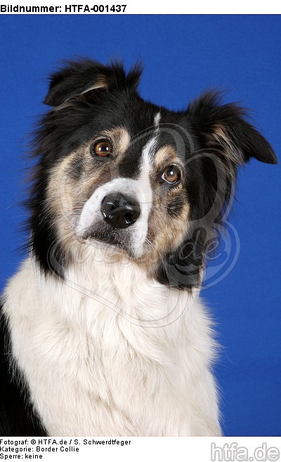 Border Collie / HTFA-001437