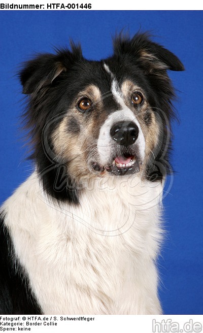 Border Collie / HTFA-001446