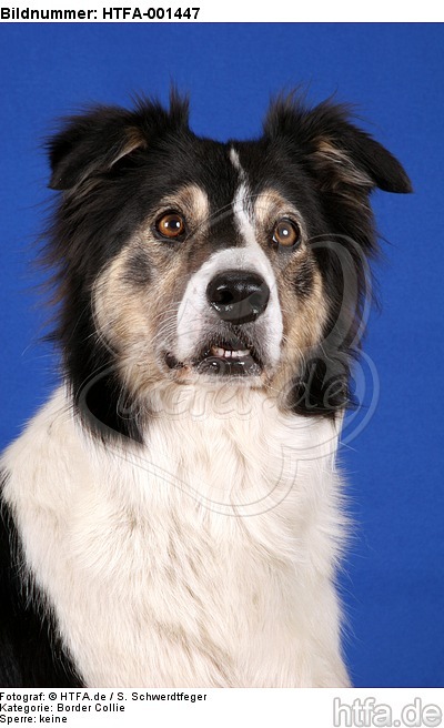 Border Collie / HTFA-001447