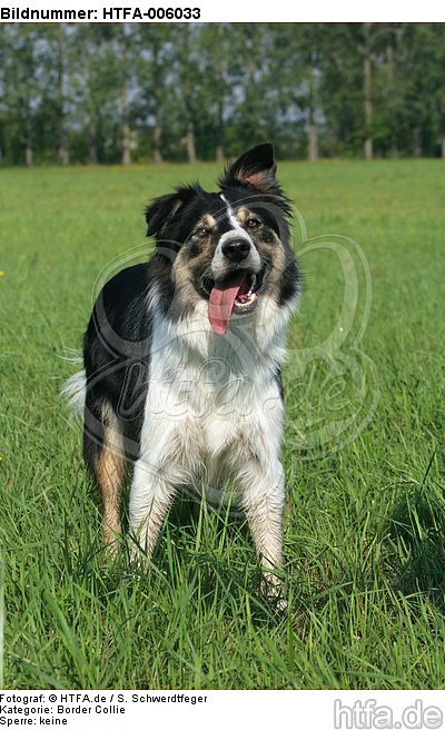 Border Collie / HTFA-006033