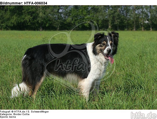 Border Collie / HTFA-006034