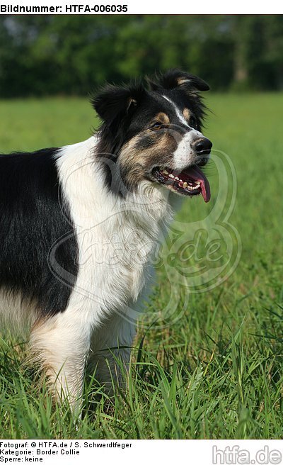 Border Collie / HTFA-006035