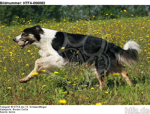 Border Collie / HTFA-006082