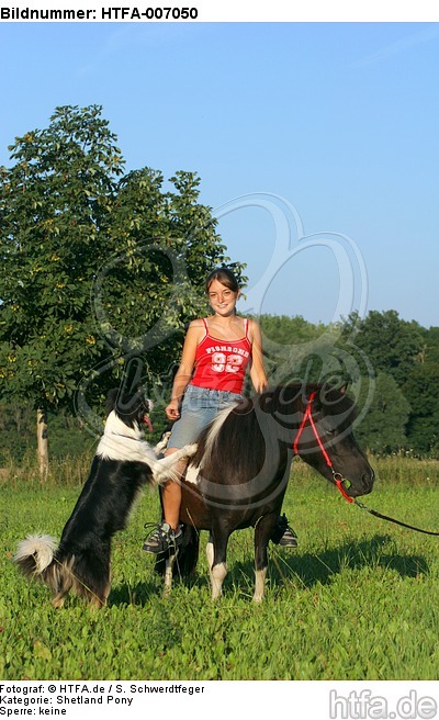 Shetland Pony und Border Collie / Shetland Pony and Border Collie / HTFA-007050