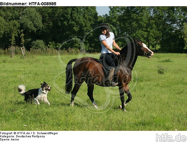 Frau mit Deutschem Reitpony auf einem Ausritt begleitet von Border Collie / woman rides pony accompanied by a border collie / HTFA-008985