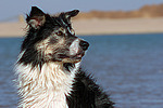 Border Collie Portrait