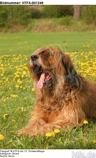 Briard / berger de brie / HTFA-001249