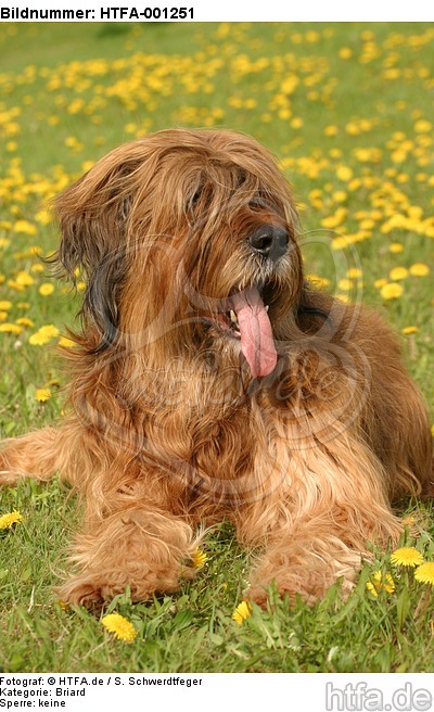 Briard / berger de brie / HTFA-001251