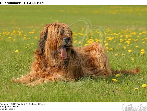 Briard / berger de brie / HTFA-001262