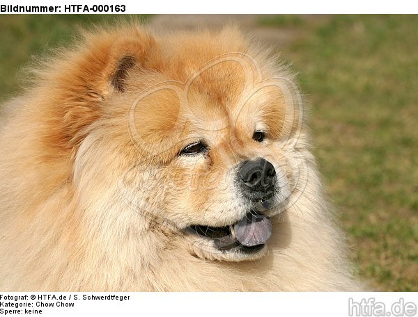 Chow Chow Portrait / HTFA-000163