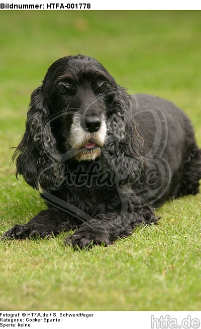 Cocker Spaniel / HTFA-001778