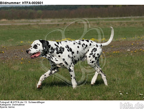 Dalmatiner / dalmatian / HTFA-002601